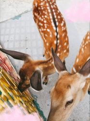 -萌宠亲子动物乐园(槐房万达店)