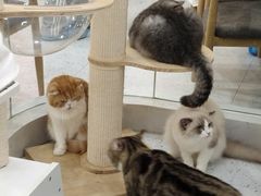 -喵园·猫主题咖啡厅·撸猫·猫咖(国贸店)