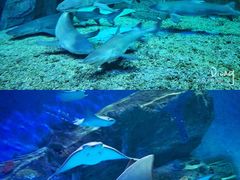 -泉城欧乐堡海洋极地世界