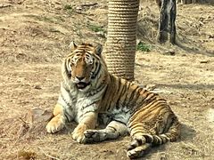 -大连森林动物园