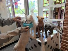 -猫小院猫主题餐厅(南锣旗舰店)