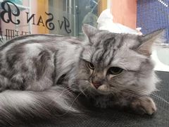 -车接车送·寄养洗护·德文猫舍(大宁店)