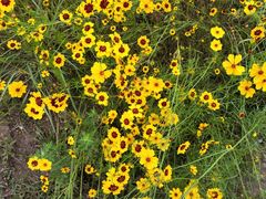 -桤木河湿地公园