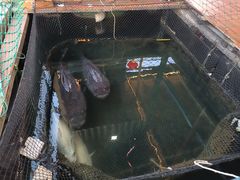 -蓝湾碧波·老字号·疍家非遗海上餐厅