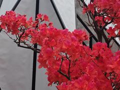 -深圳仙湖植物园