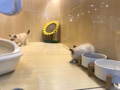 -momokira米努特·德文卷毛猫·棉花面纱犬
