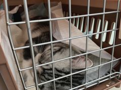 -纳吉亚猫专科动物诊疗中心(蒋宅口分院)