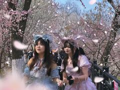 -桃花堤公园