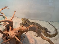 -喵园·猫主题咖啡厅·撸猫·猫咖(国贸店)