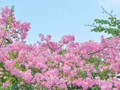 -莲花山公园
