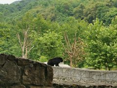 -都江堰中华大熊猫苑