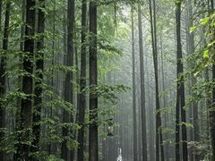 -山王坪喀斯特国家生态公园