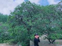 -宝安西湾红树林湿地公园