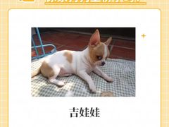 -翊宠yipet猫狗购宠庄园犬舍•猫舍