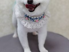 -乐琪宠物(青塔西路店)
