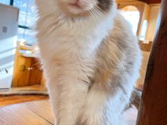 -猫小院猫主题餐厅(南锣旗舰店)