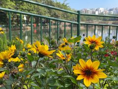-深圳龙潭公园