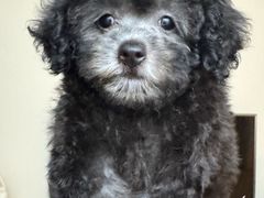 -瑞鹏瑞爱宠物医院·全科·猫科·血液透析中心(龙头寺店)