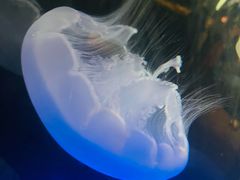 -西雅图水族馆