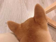 -浣熊柯尔鸭土拨鼠·电玩咖