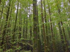 -山王坪喀斯特国家生态公园