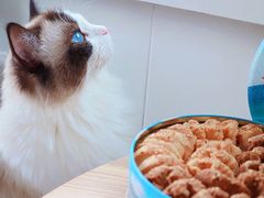 -香港珍妮曲奇聪明小熊饼干