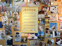 -翊宠yipet猫狗购宠庄园犬舍•猫舍