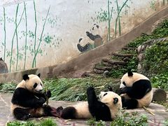 -中国大熊猫保护研究中心雅安碧峰峡基地