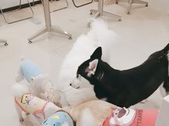 -共舞时光猫咖·狗咖(新街口店)