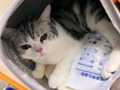 -美联众合动物医院·24h转诊中心