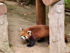 -都江堰中华大熊猫苑
