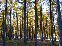 -塞罕坝国家级自然保护区