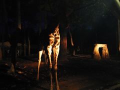 -清迈夜间动物园