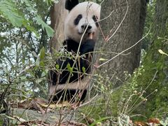 -中国大熊猫保护研究中心雅安碧峰峡基地