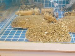 -大锅强·蒸海鲜青岛菜(吾悦广场店)