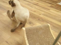 -袖虎·猫馆(体育西路店)