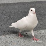 森林公园二刷