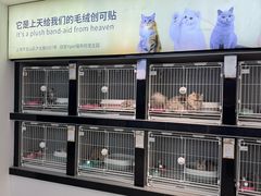 -翊宠yipet猫狗购宠庄园犬舍•猫舍