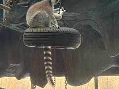 -鄂尔多斯野生动物园