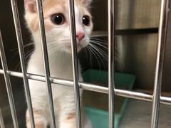 -艾贝尔宠物诊疗