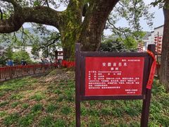 -新安江山水画廊风景区