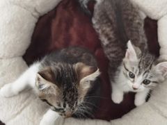 -艾贝尔宠物医院·24H转诊中心·肿瘤猫专科(江宁双龙店)