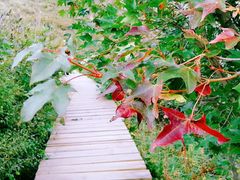 -白草畔自然风景区