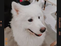 -安格丽娜·狗咖·猫咖羊驼咖(春熙路百盛商场店)