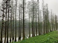 -三水森林公园