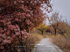 -北京西山国家森林公园