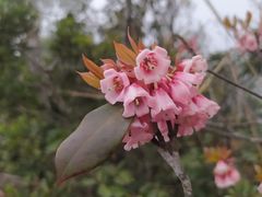 -梧桐山风景名胜区