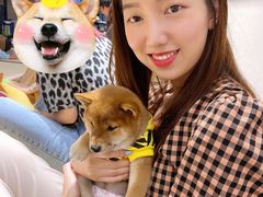 -逗柴咖啡屋·狗咖猫咖宠物桌游