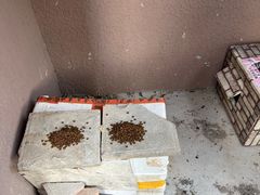 -美联众合动物医院·24h转诊中心