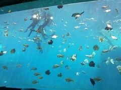 -瑞德姆美人鱼海底演艺主题餐厅(亚龙湾店)